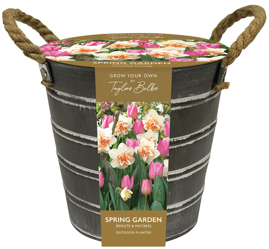 Narcissus Replete & Tulip Mistress Outdoor Metal Bucket Planter