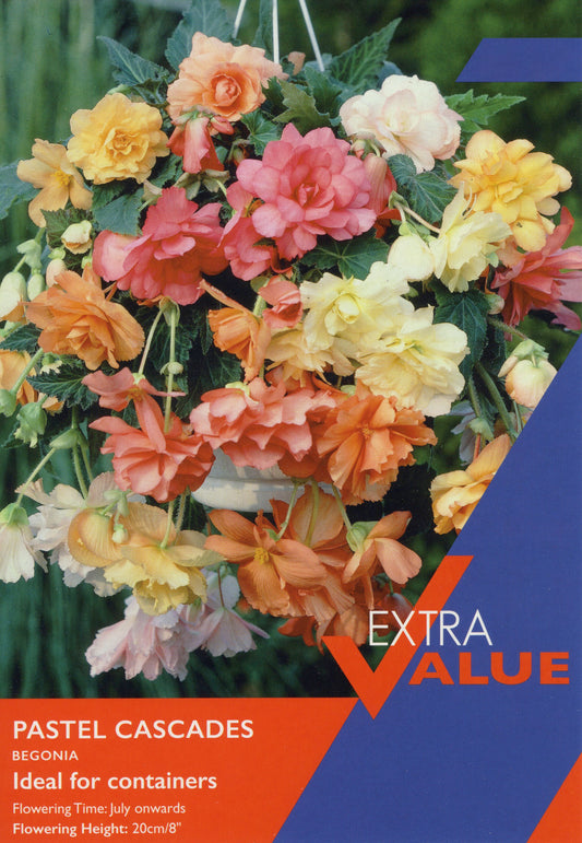 Taylors Bulbs Extra Value Pastel Cascades Begonia