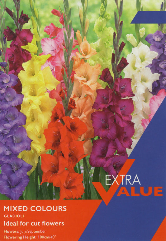 Taylors Bulbs Extra Value Mixed Colour Gladioli