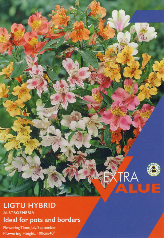 Taylors Bulbs Extra Value Ligtu Hybrid Alstroemeria