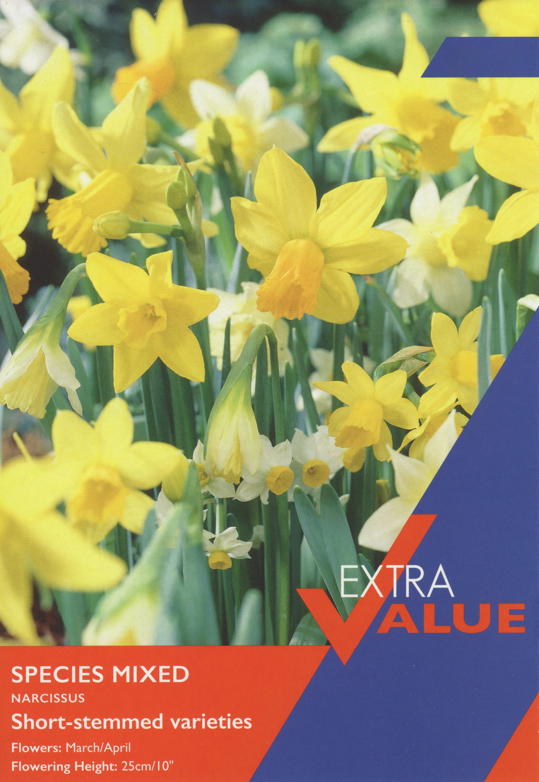Narcissi Species Mixed        