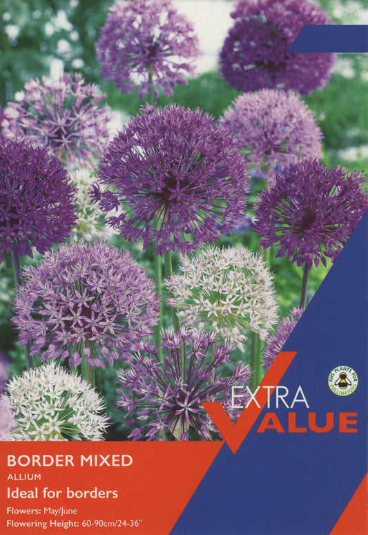 Allium Border Mixed Ev