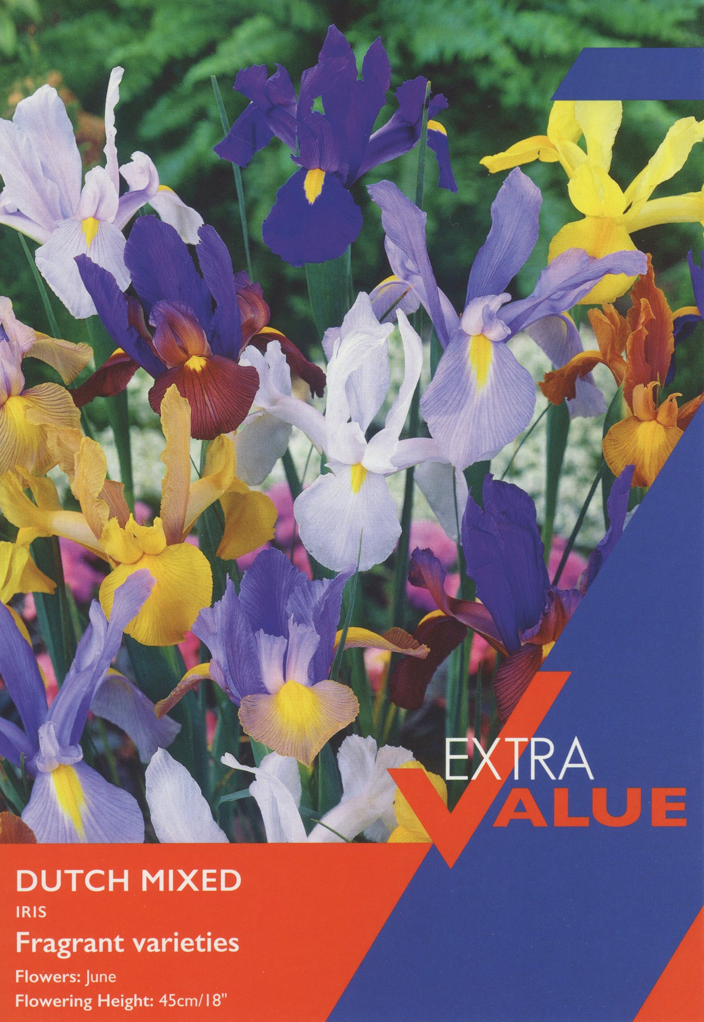 Iris Dutch Mixed