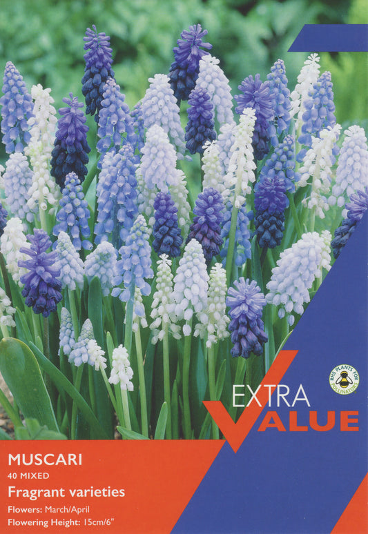 Muscari Mixed