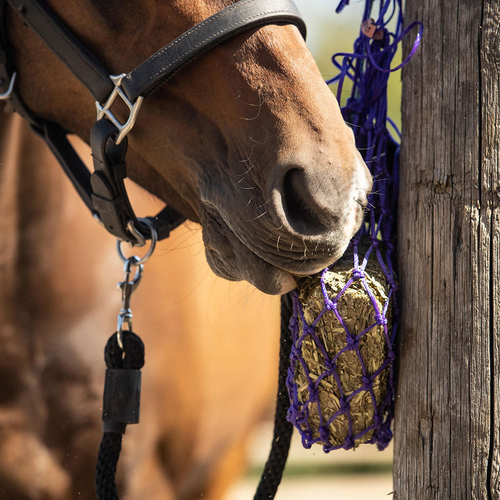 Equilibrium Munch Net