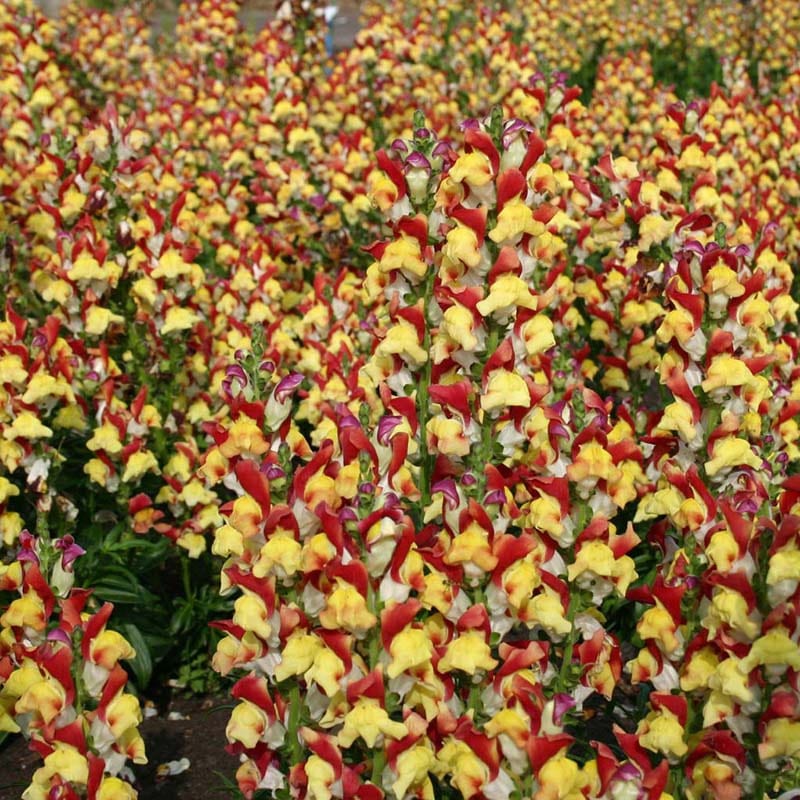 Fothergill's Antirrhinum Mango Twist Flower Seeds