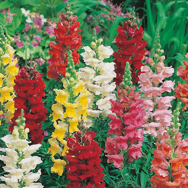 Fothergill's Antirrhinum Rust Resistant Mixed Seeds