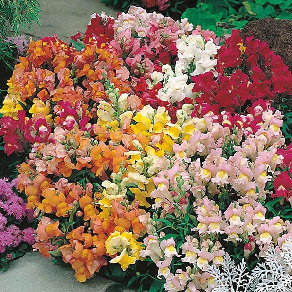 Fothergill's Antirrhinum Tom Thumb Mixed Seeds