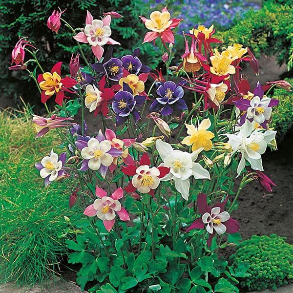 Fothergill's Aquilegia McKana Giants Mixed Seeds