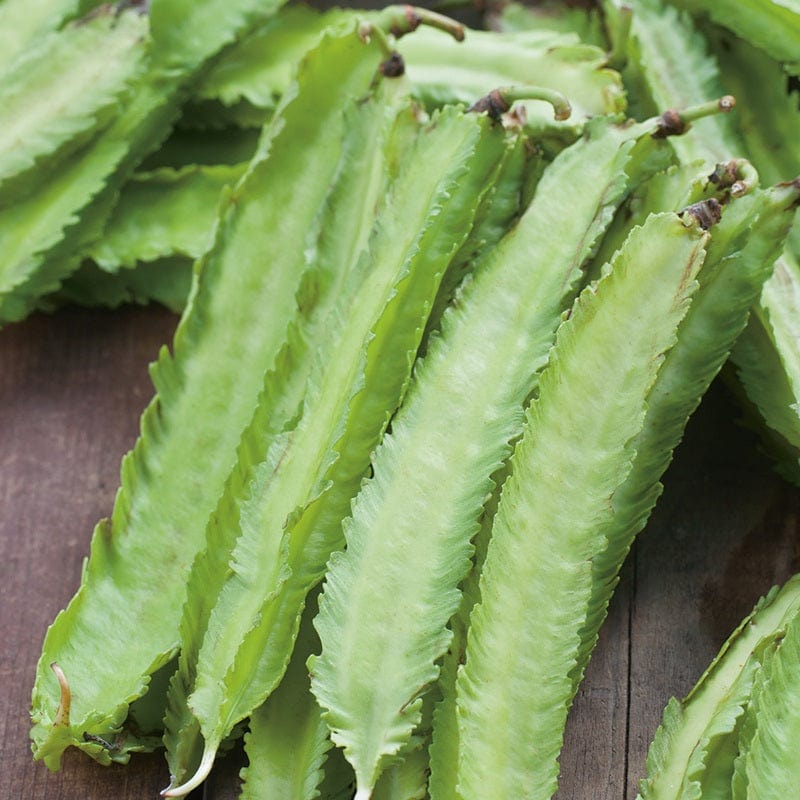 Close up of small green winged Asparagus Pea pods ready for harvesting.