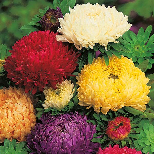 Large, vibrant Aster Duchess Mixed flowers in shades of red, yellow, and purple with incurved petals.