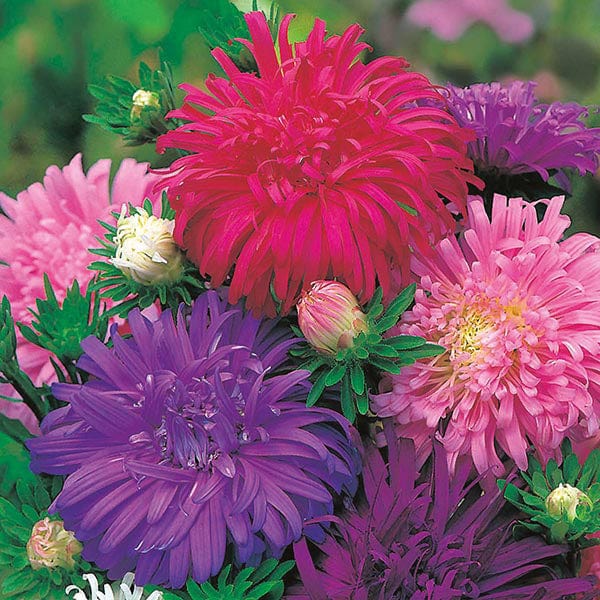 Fothergill's Aster Ostrich Feather Seeds