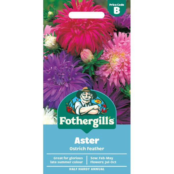 Fothergill's Aster Ostrich Feather Seeds