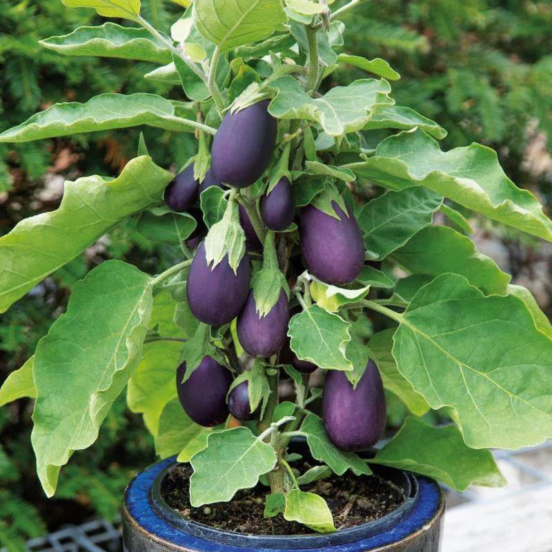 Fothergill's Aubergine Baby Jack Seeds