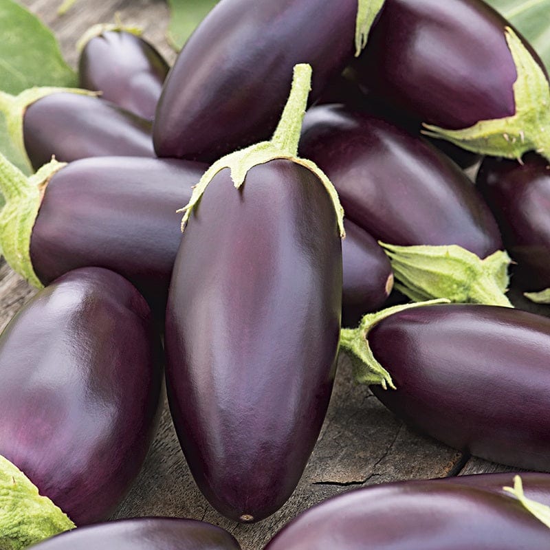 Fothergill's Aubergine Jewel Jet F1 Seeds