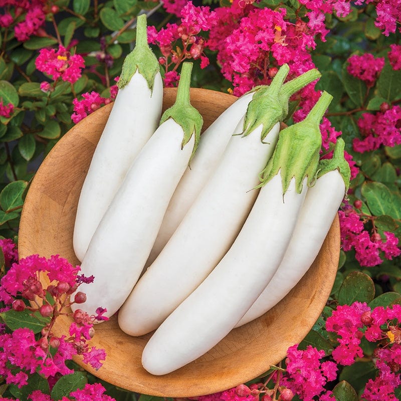 Fothergill's Aubergine White Knight F1 Vegetable Seeds