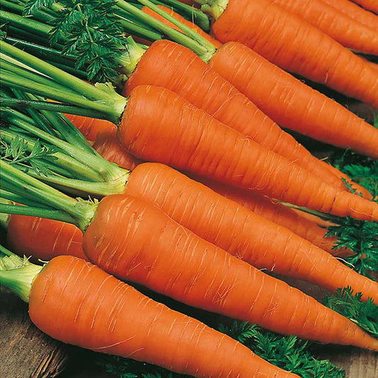 Fothergill's Autumn King Carrots Seeds
