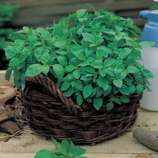 Fothergill's Basil Lemon Seeds