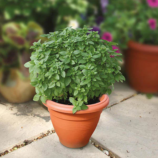 Fothergill's Basil Piccolino Seeds