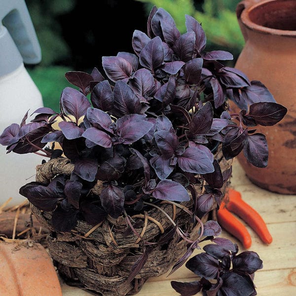 Fothergill's Basil Red Leaved Seeds