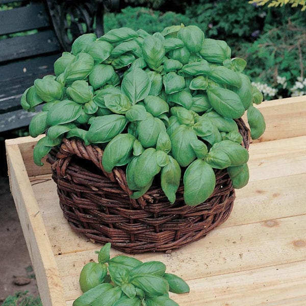 Fothergill's Basil Sweet Seeds