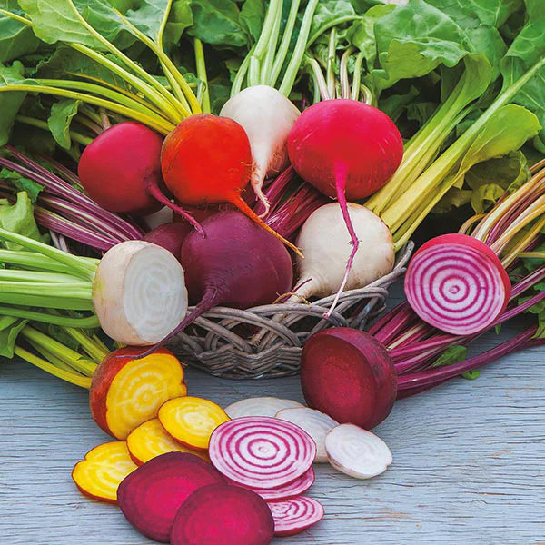 Fothergill's Beetroot Multicoloured Mixed Seeds