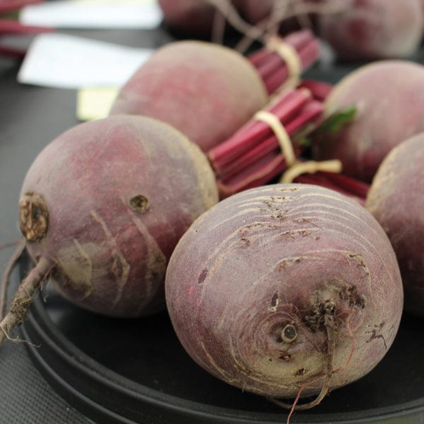 Fothergill's Beetroot Pablo F1 Seeds