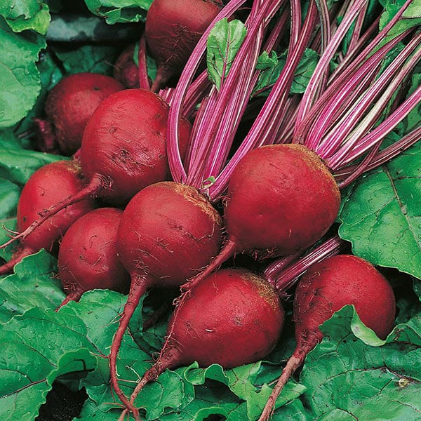 Fothergill's Beetroot Perfect 3 Seeds
