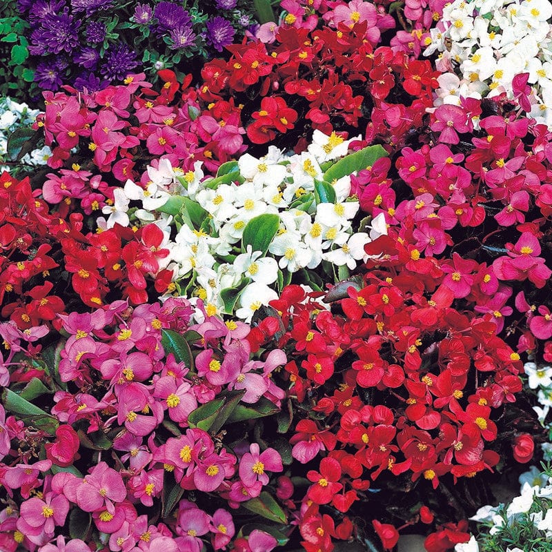 Fothergill's Begonia Summer Rainbow F2 Seeds
