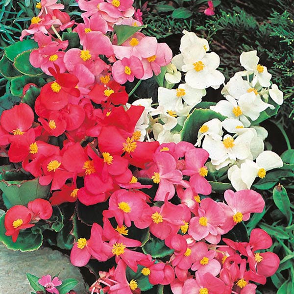 Fothergill's Begonia Summer Rainbow F2 Seeds