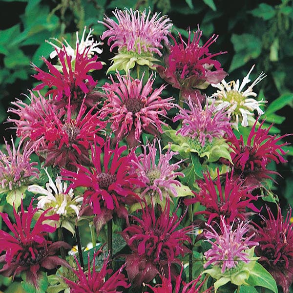 Fothergill's Bergamot Panorama Mixed Seeds