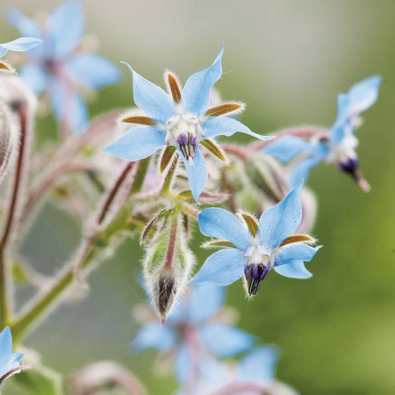 Fothergill's Borage Blue Seeds