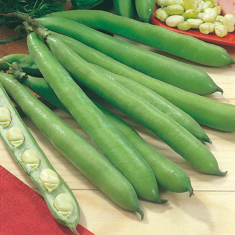 Fothergill's Broad Bean Aguadulce Seeds