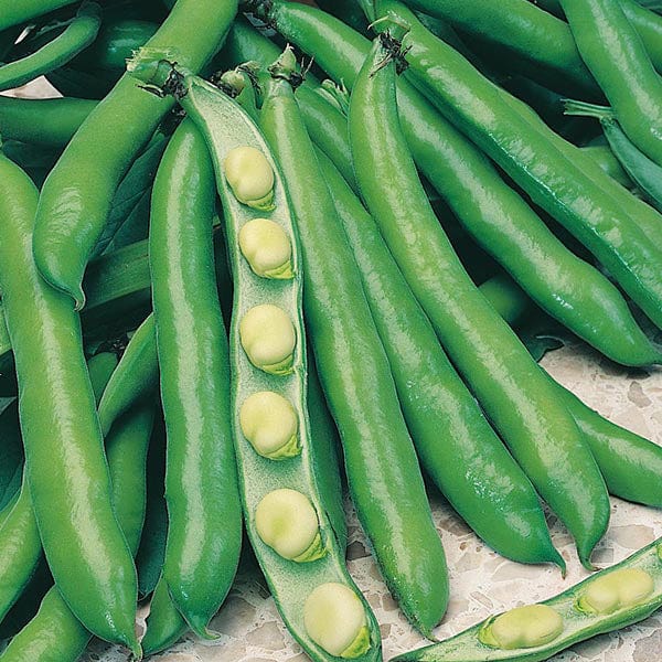 Fothergill's Broad Bean Bunyards Exhibition Seeds