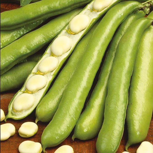 Fothergill's Broad Bean De Monica Seeds