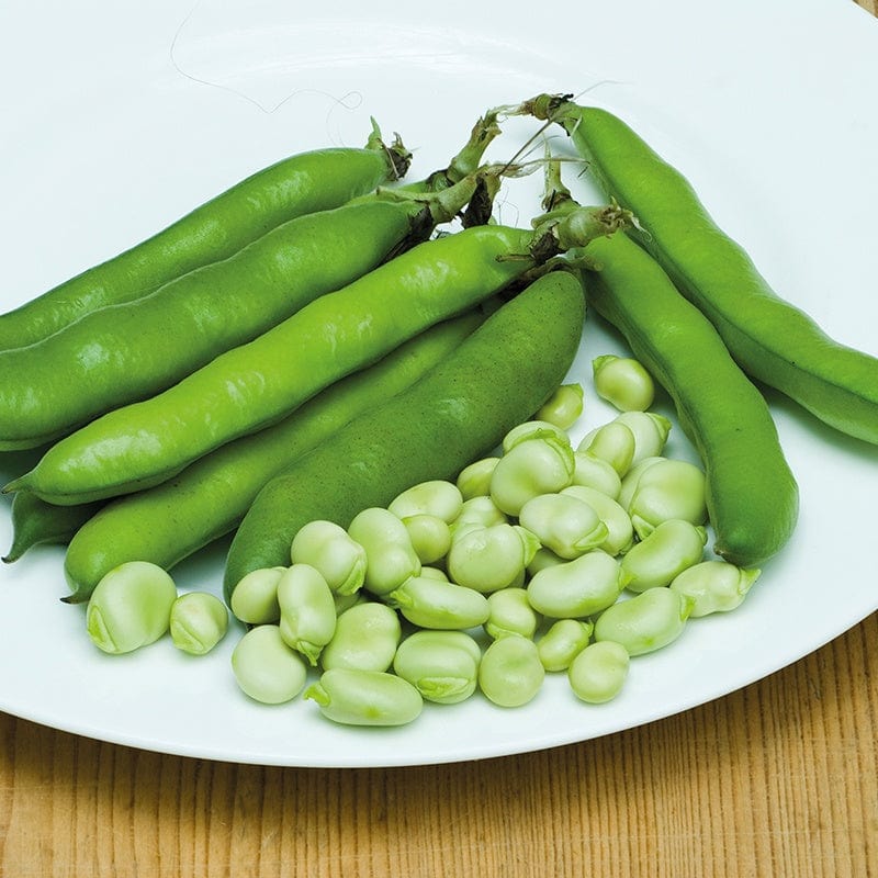 Fothergill's Broad Bean Statissa Vegetable Seeds
