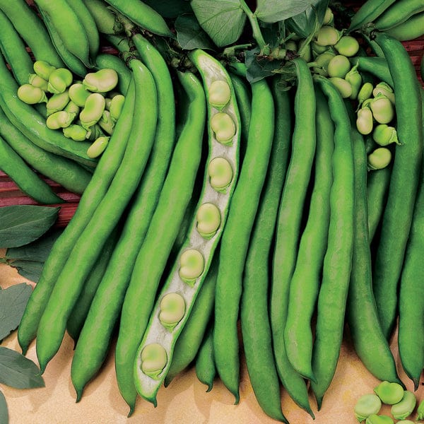 Fothergill's Broad Bean Superaguadulce Seeds