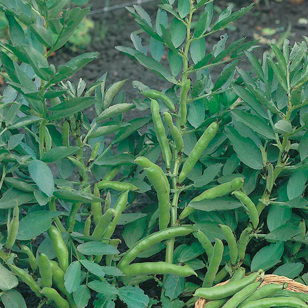 Fothergill's Broad Bean The Sutton Seeds