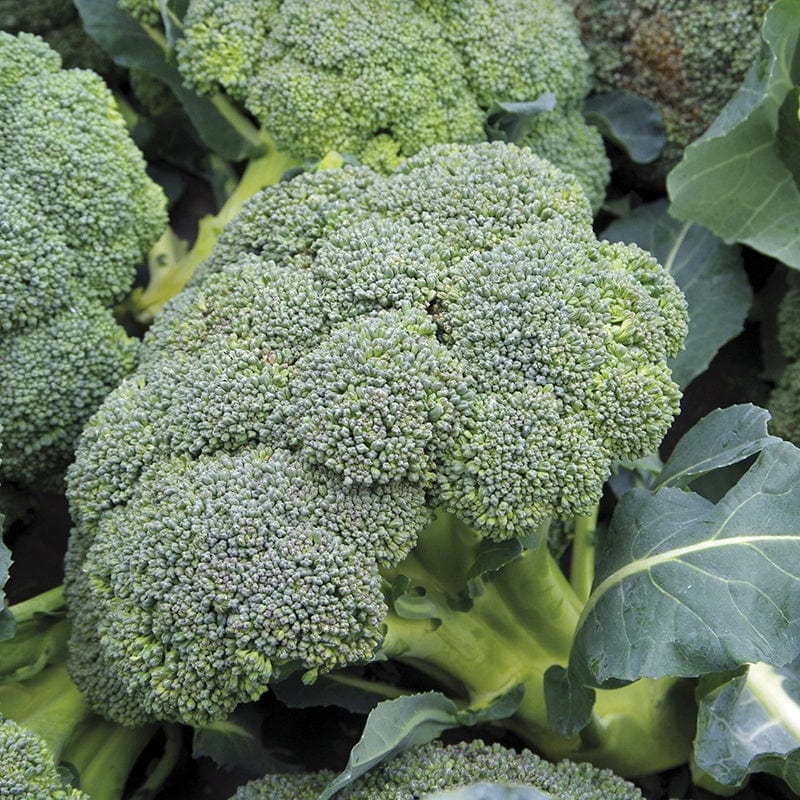 Fothergill's Broccoli Autumn Covina Seeds