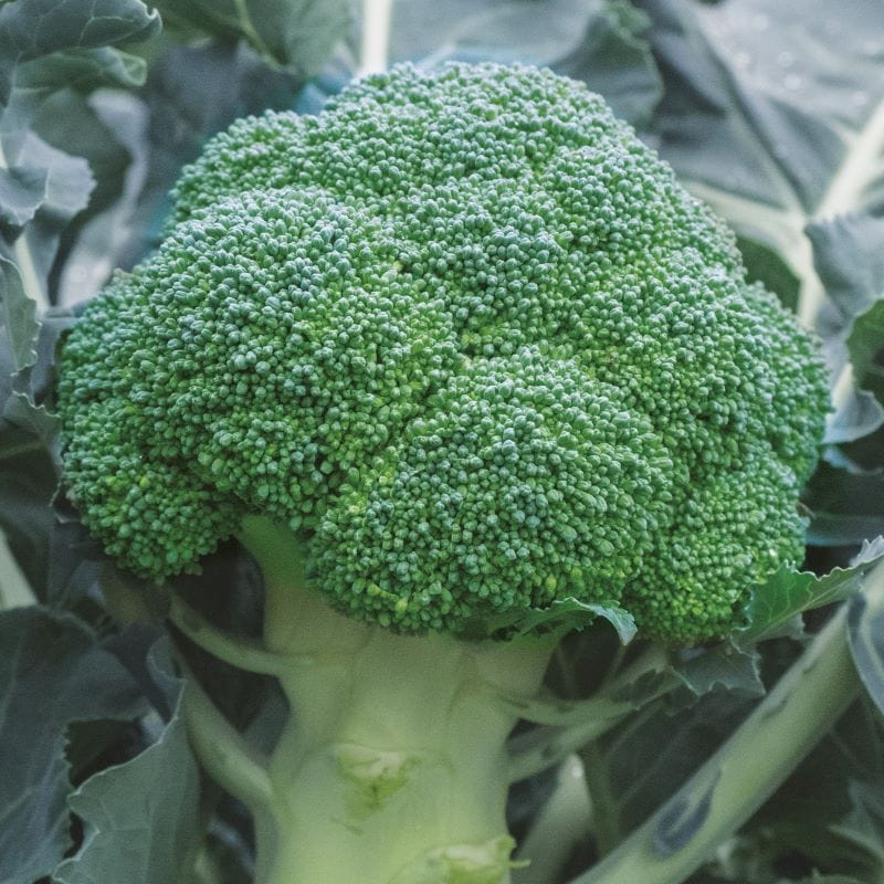 Fothergill's Broccoli Babilon F1 Seeds