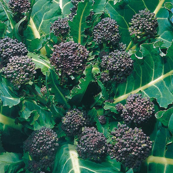 Fothergill's Broccoli Sprouting Early Purple Sprouting Seeds