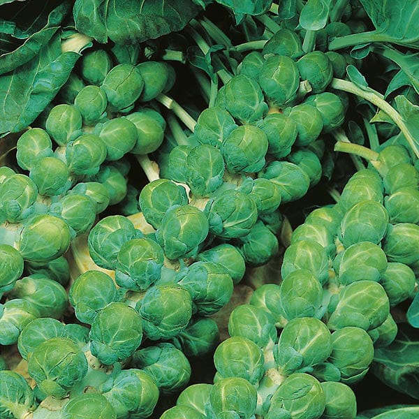 Fothergill's Brussels Sprout Evesham Special Seeds