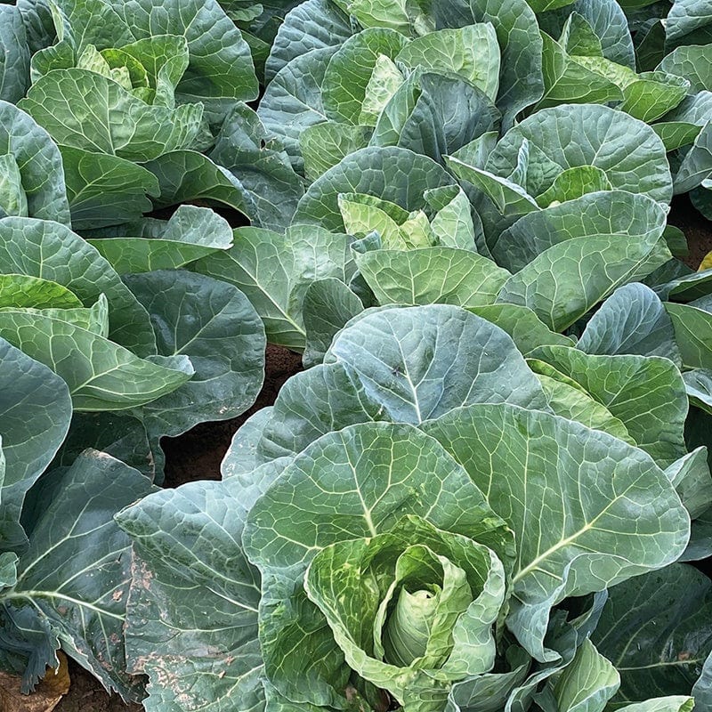 Fothergill's Cabbage Wintergreen Vegetable Seeds