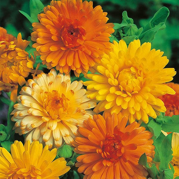 Fothergill's Calendula Art Shades Seeds