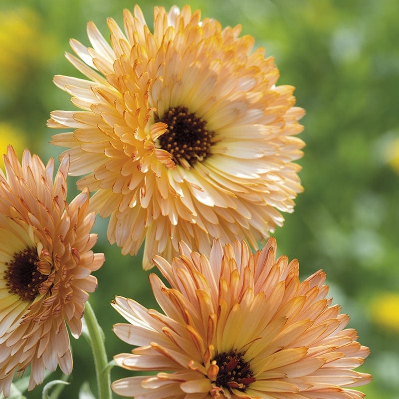Fothergill's Calendula Orange Flash Seeds