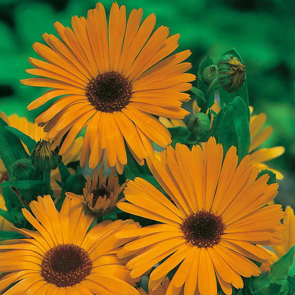 Fothergill's Calendula Pot Marigold Nova Seeds
