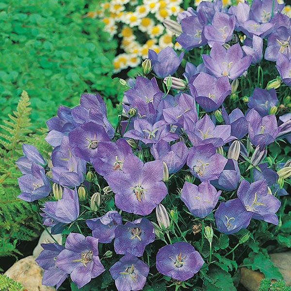 Fothergill's Campanula Blue Seeds