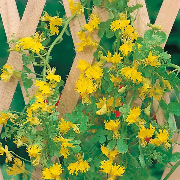 Fothergill's Canary Creeper Seeds