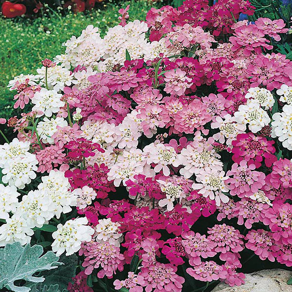 Fothergill's Candytuft Fairy Mixed Seeds