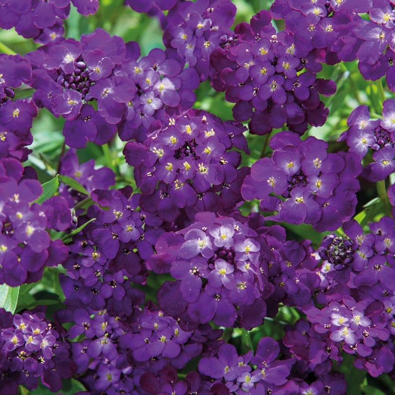 Fothergill's Candytuft Purple Rain Flower Seeds